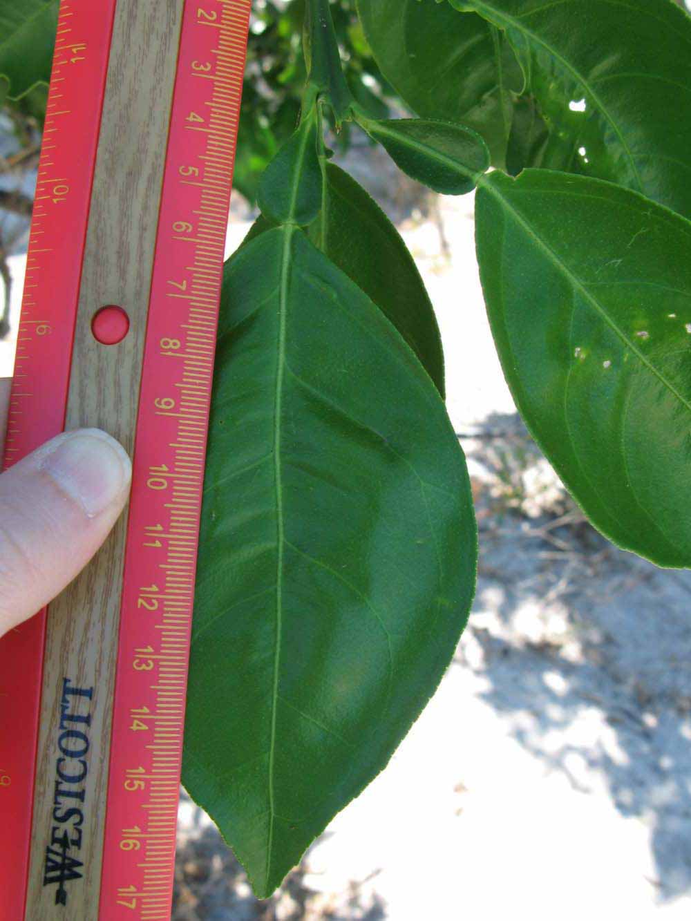              Unifoliolate leaf (Winter Haven, FL)       